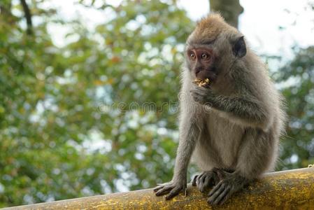轻土猴恒河猴猴采用bankleumile-israel以色列银行协会照片