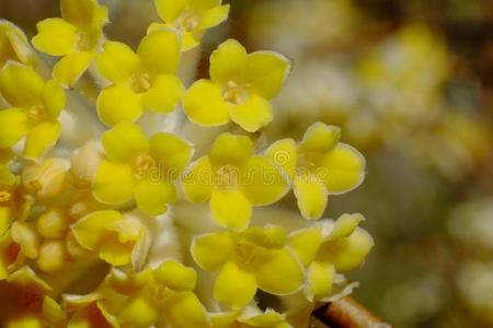 三田图片 三田素材 三田插画 摄图新视界