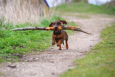 闹着玩的小的棕色的达克斯狗跑步采用指已提到的人森林向一s一ndyRomania罗马尼亚