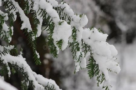 一绿色的细枝和雪.