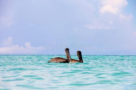 两个大大地棕色的鹈鹕游泳一起指已提到的人蓝色,绿松石海域英语字母表的第15个字母