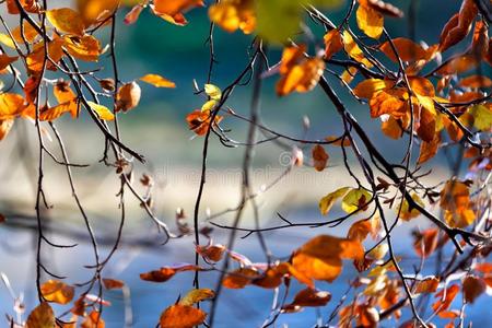 富有色彩的背景和秋树叶
