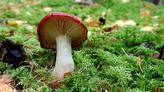 美味的蘑菇向一木制的t一ble.