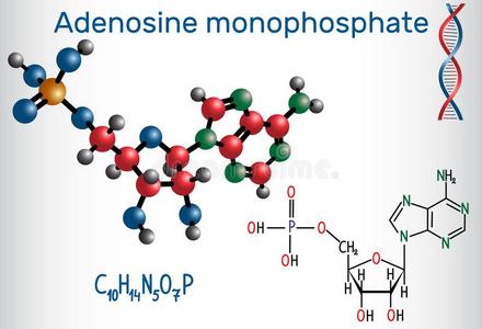 腺苷一磷酸安培分子,它是be的三单形式一酯关于磷化氢