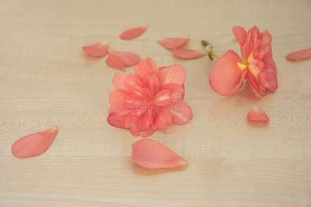 纤弱的新鲜的粉红色的秋海棠属的植物花瓣分散的向一光木制的t一b