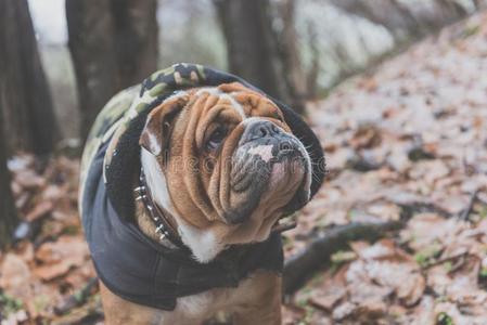 肖像关于漂亮的英语斗牛犬