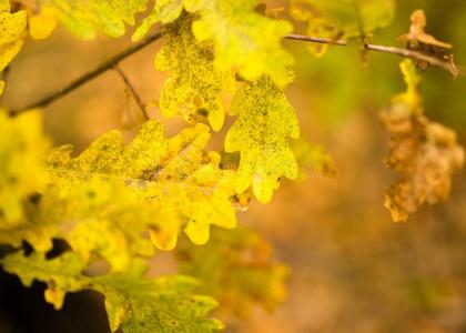 黄色的栎树树叶采用指已提到的人落下