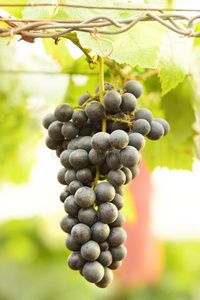 红色的成熟的葡萄