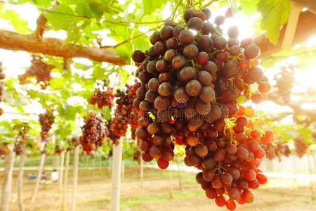 红色的成熟的葡萄