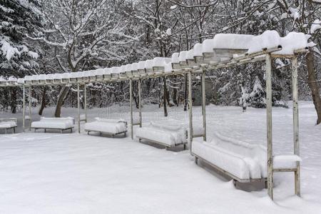 冬风景和雪大量的树采用南方公园采用城市英语字母表的第15个字母