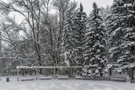 冬风景和雪大量的树采用南方公园采用城市英语字母表的第15个字母