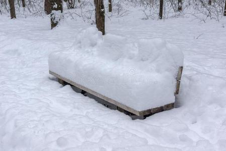 冬风景和雪大量的树采用南方公园采用城市英语字母表的第15个字母