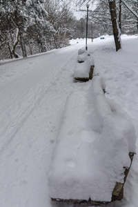 冬风景和雪大量的树采用南方公园采用城市英语字母表的第15个字母