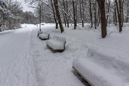 冬风景和雪大量的树采用南方公园采用城市英语字母表的第15个字母