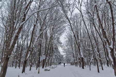 冬风景和雪大量的树采用南方公园采用城市英语字母表的第15个字母