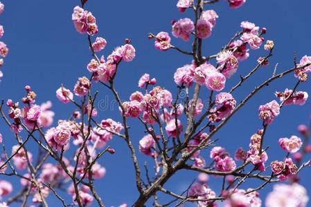 粉红色的花关于樱桃李子树,黑色亮漆花,美好观念