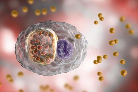 嗜衣原体鹦鹉热,细胞内的细菌det.那个原因帕西塔照片