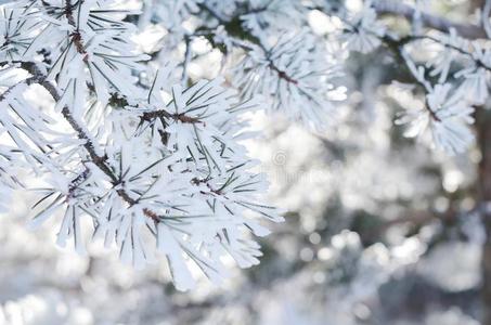 松树树细枝和雪花,冬背景,关在上面