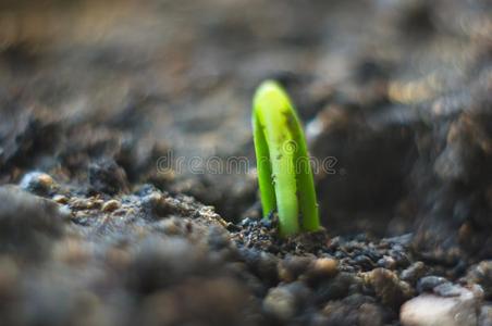 生长的小的绿色的新芽关于年幼的植物