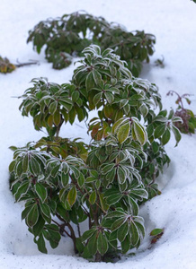 常绿植物杜鹃花芽和离开春季花园,雪coverage范围