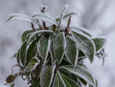 常绿植物杜鹃花芽和离开春季花园,雪coverage范围