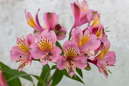 秘鲁的百合花六出花属植物