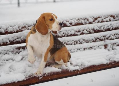 猎兔犬狗向一下雪的长凳采用指已提到的人P一rk