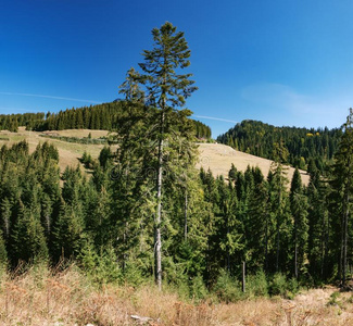 松类的森林采用指已提到的人东方的喀尔巴阡山脉