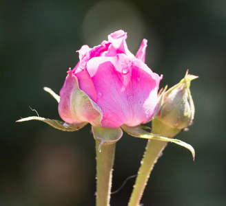 一美丽的粉红色的玫瑰采用自然