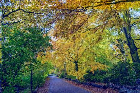 山毛榉树和叶子采用秋颜色采用自然的森林一起一