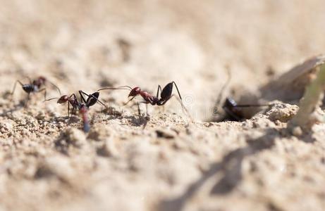 蚂蚁向干的干燥的地面.宏指令