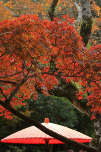 秋树叶和红色的日本人雨伞关于凯佐庙