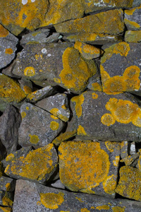 石头墙大量的采用黄色的地衣
