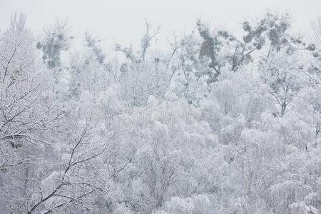 仙女冬森林采用指已提到的人雪