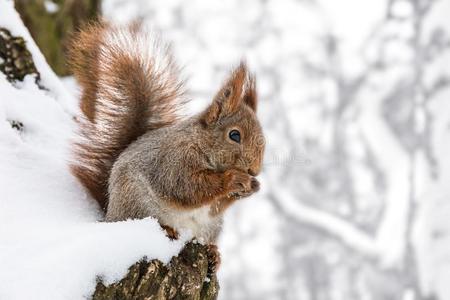 松鼠一次向树树干大量的和雪和吃螺母