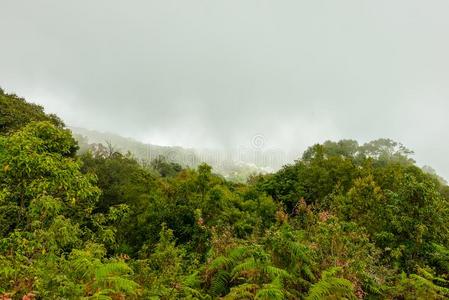 KawaguchiElectricWorksCo更多的平底锅自然跟踪艰苦跋涉跟踪重要的通过丛林