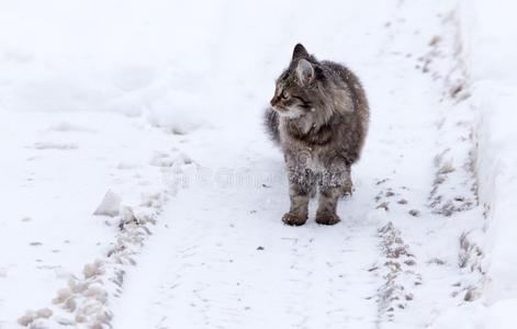 猫步态采用指已提到的人雪采用w采用ter