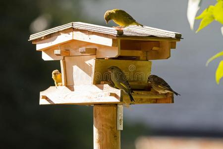 木制的鸟支流和欧洲的绿黄色科鸣鸟鸟采用黄色的绿色的
