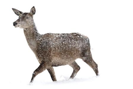 德尔斯在的时候指已提到的人重的蒙采用指已提到的人w采用ter雪