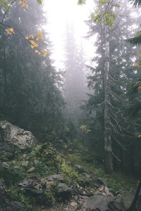 多雾的湿的早晨采用指已提到的人森林.森林和树树干和旅行