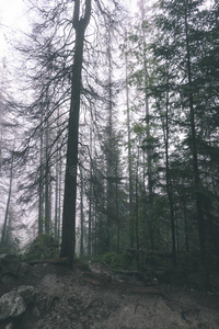 多雾的湿的早晨采用指已提到的人森林.森林和树树干和旅行