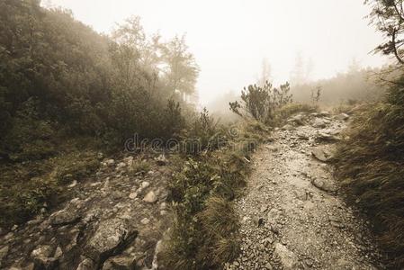 山旅行者跟踪采用秋大量的采用薄雾软的v采用tage