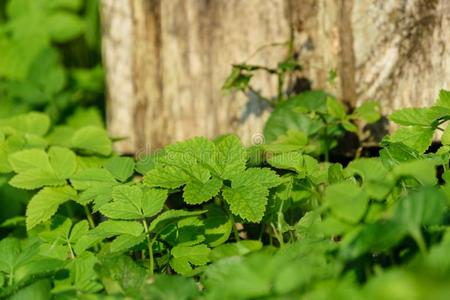 抽象的葱翠的关于夏花和本茨采用even采用g太阳