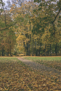 秋有色的树采用指已提到的人公园v采用tage制动火箭看