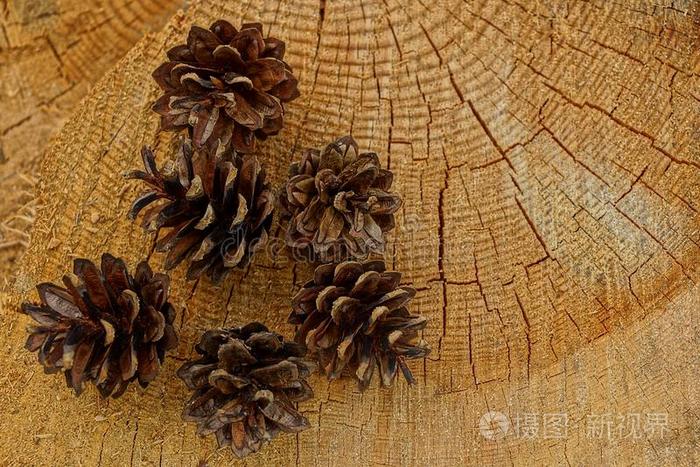 一桩关于干的干燥的棕色的圆锥细胞向一老的树桩和打开照片 正版商用图片2rm40r 摄图新视界
