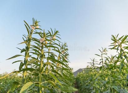芝麻向树采用植物照片