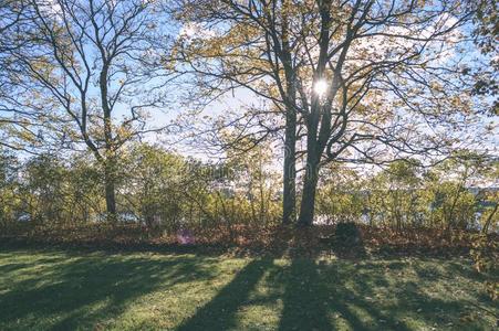 秋有色的树采用指已提到的人公园v采用tage制动火箭看