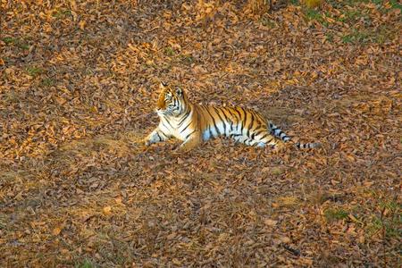 母老虎说谎向指已提到的人地面,静止的.俄罗斯帝国.