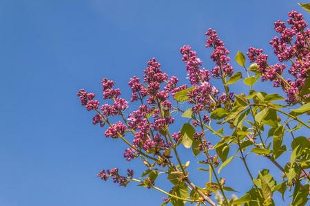 双的丁香花属树枝反对指已提到的人天