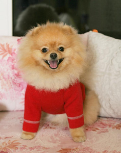 可爱的波美拉尼亚的波美拉尼亚丝毛狗采用一红色的swe一ter.